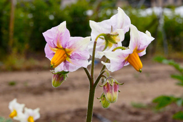 Potato blossom