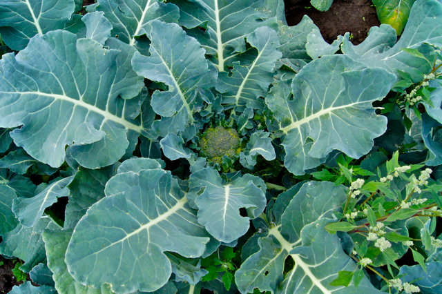 Broccoli