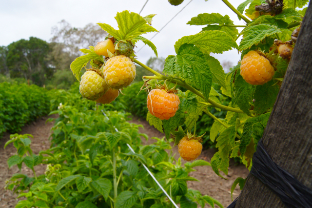 Golden raspberries