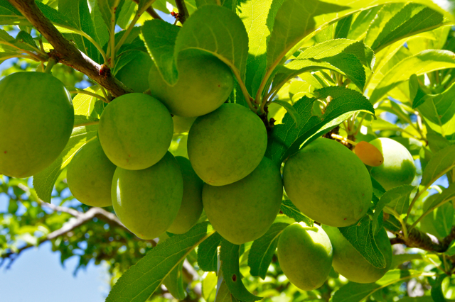 Santa Rosa plums