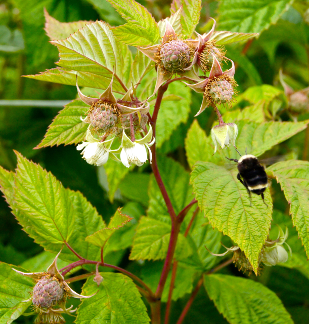 Raspberry blossoms with bee