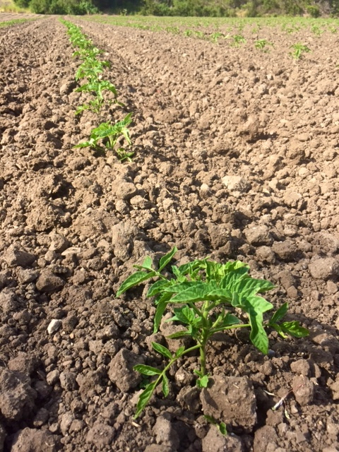 Tomato seedlings