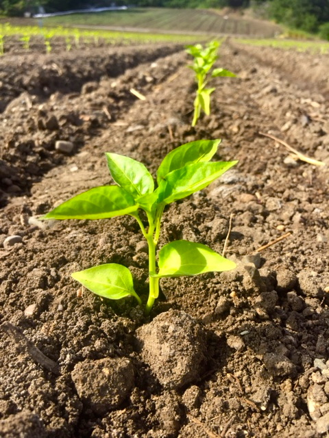 Pepper seedlings