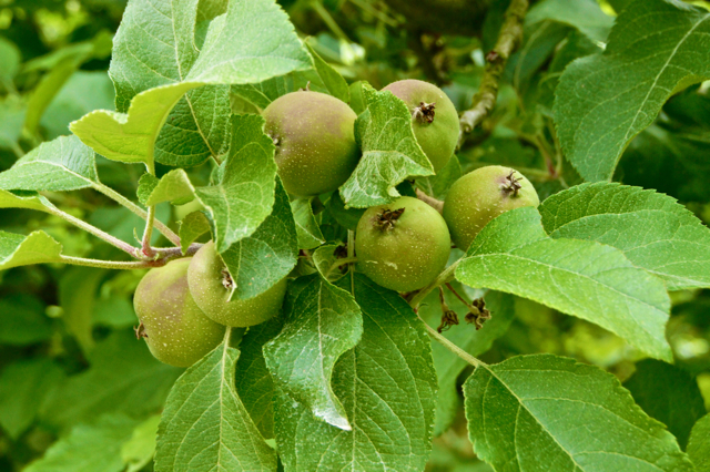Apples ready for thinning