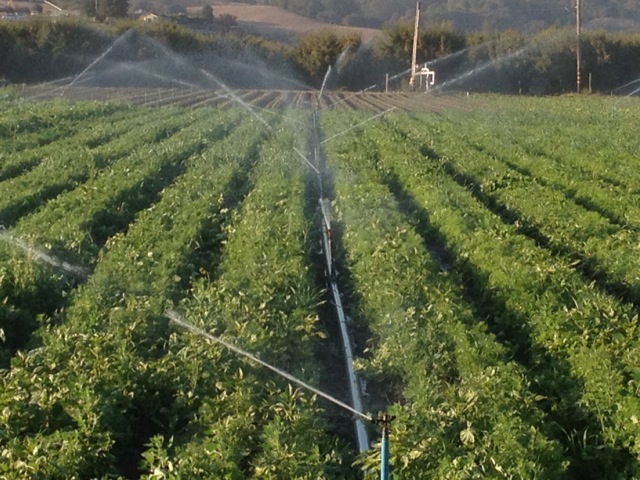 Overhead sprinklers irrigating carrots
