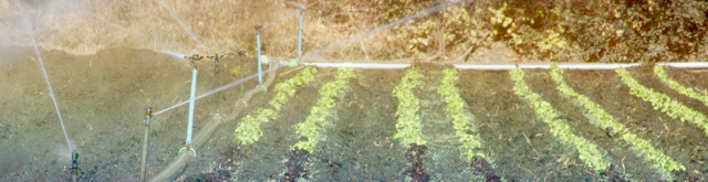 Irrigating new plantings