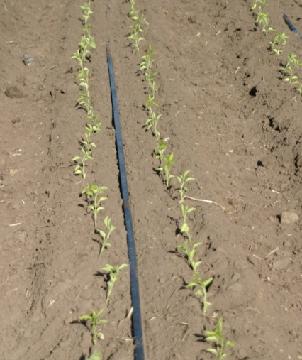 Drip line on peppers