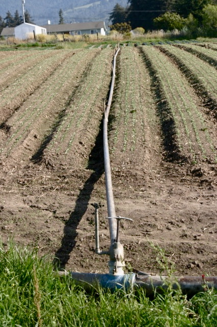 Sprinkler pipe
