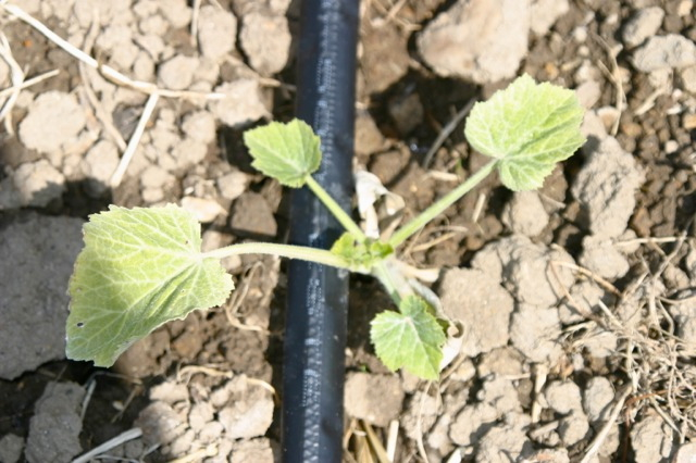 Drip line on squash