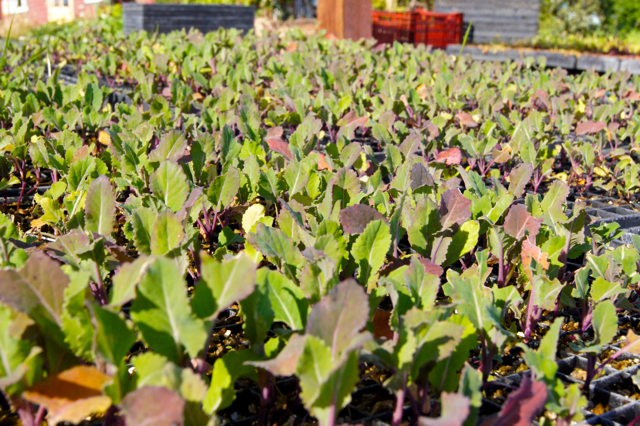 Kale seedlings