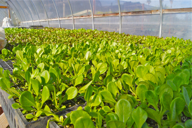 Lettuce seedlings