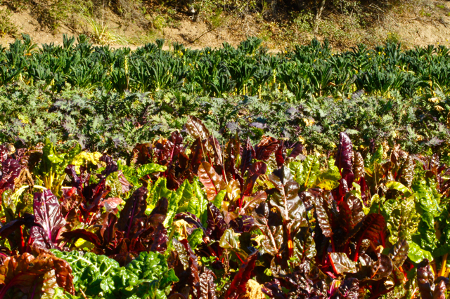 Chard and kale field