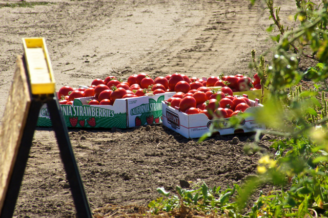 Tomato U-Pick event