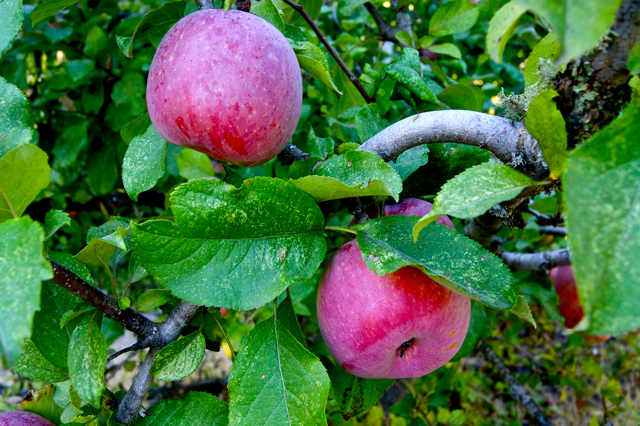 Fuji apples ripening