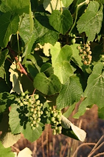 Grape clusters