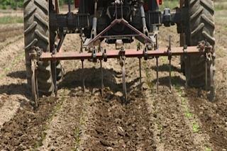 Weeding seedling rows