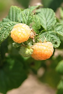 Yellow raspberries
