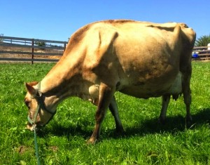 Bella the milking cow