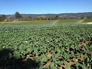 Irrigating brassica crops
