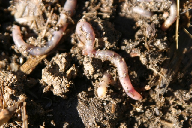 Earthworms in soil
