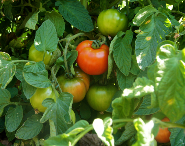 Dry-farmed tomatoes