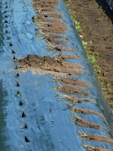 Bare root strawberries