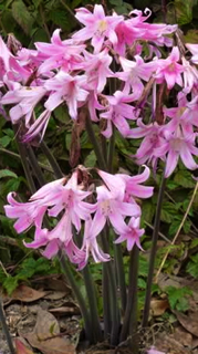 Amaryllis belladonna