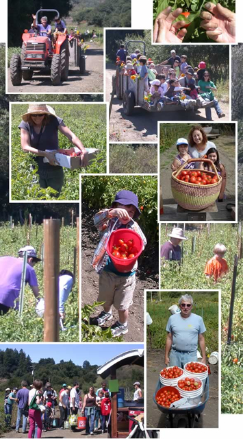 Tomato U-Pick montage