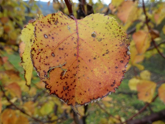 Fall apricot leaf