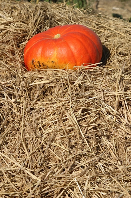 Pumpkin in straw