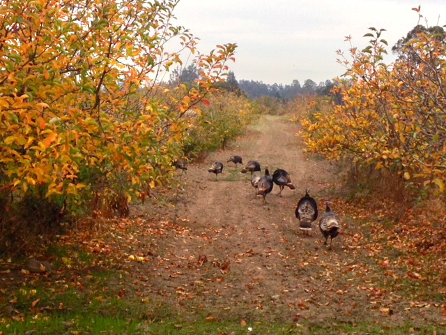 Wild turkeys