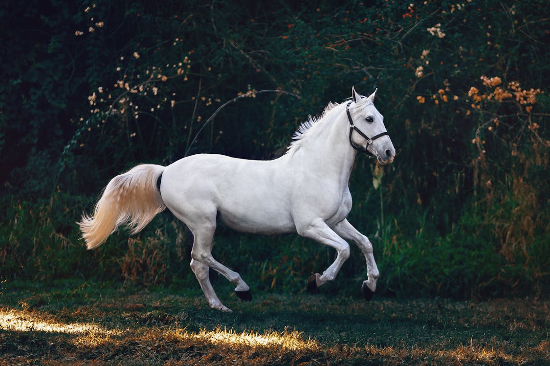 White horse galloping — equine gastric ulcer treatment GastroGard vs compounded omeprazole