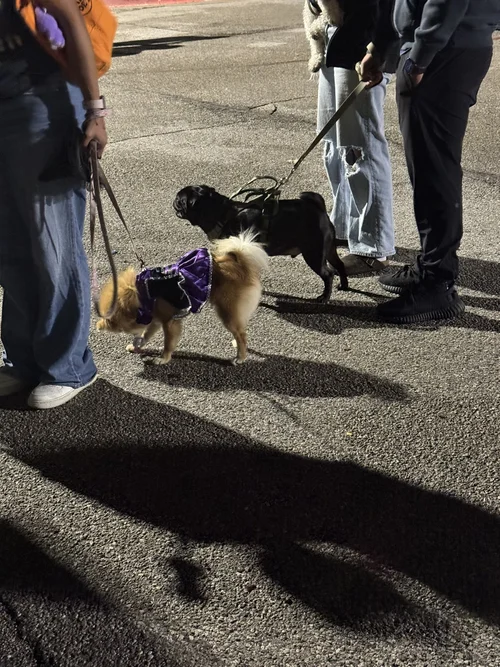 Two costumed dogs on leashes at an outdoor school event