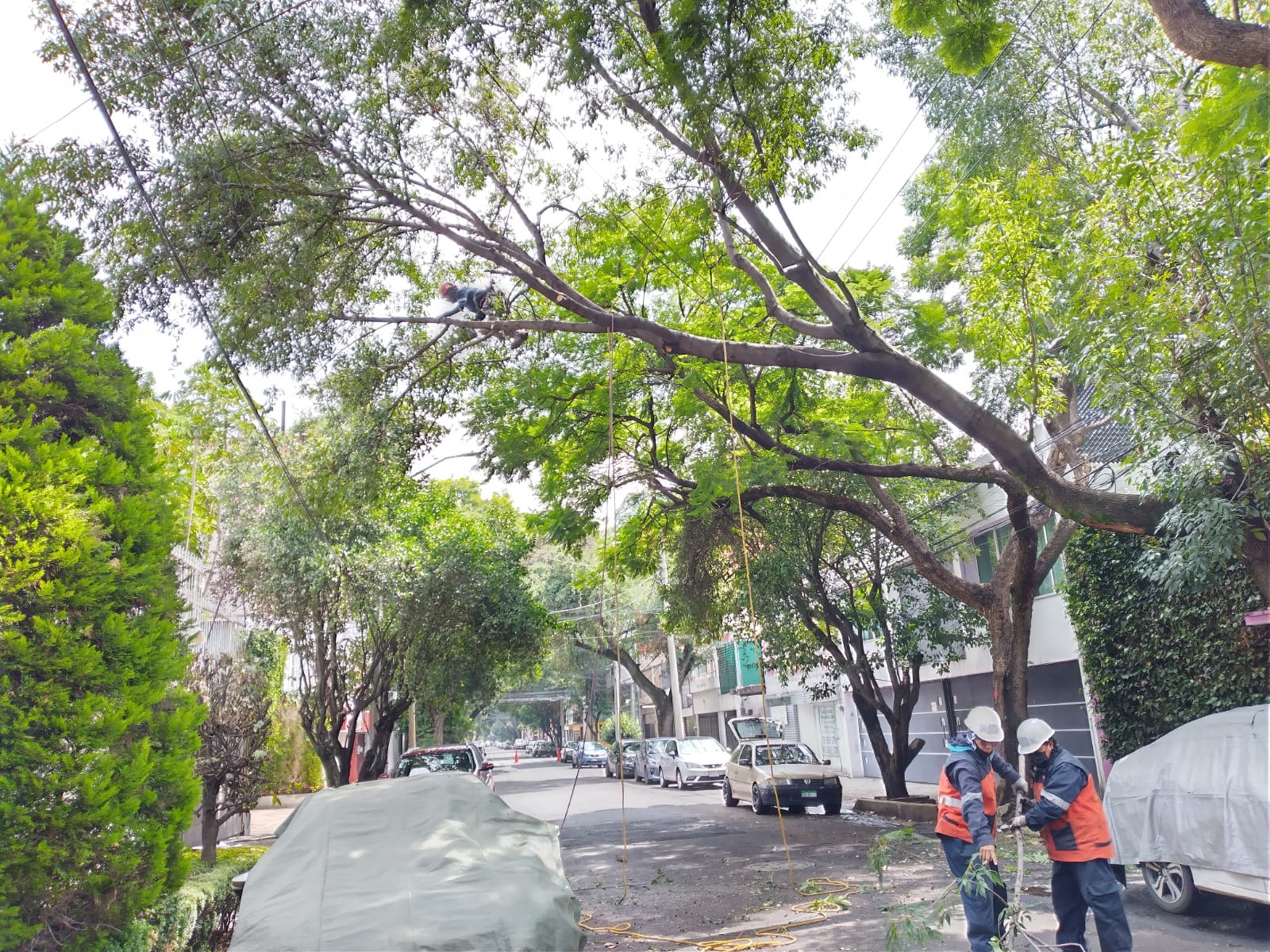 Two workers in safety gear trimming a tree branch on a street with one worker climbing the tree and two others on the ground handling ropes.