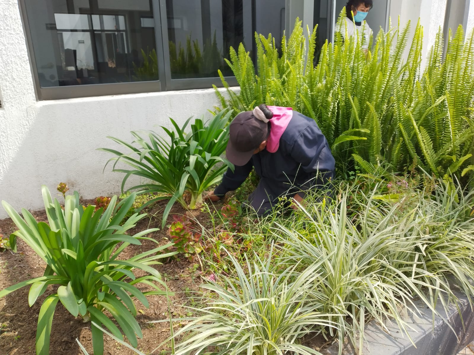 Person wearing a black cap and jacket tending to plants in a garden bed with green leafy plants and ferns near a building window; another person wearing a face mask stands in the background.