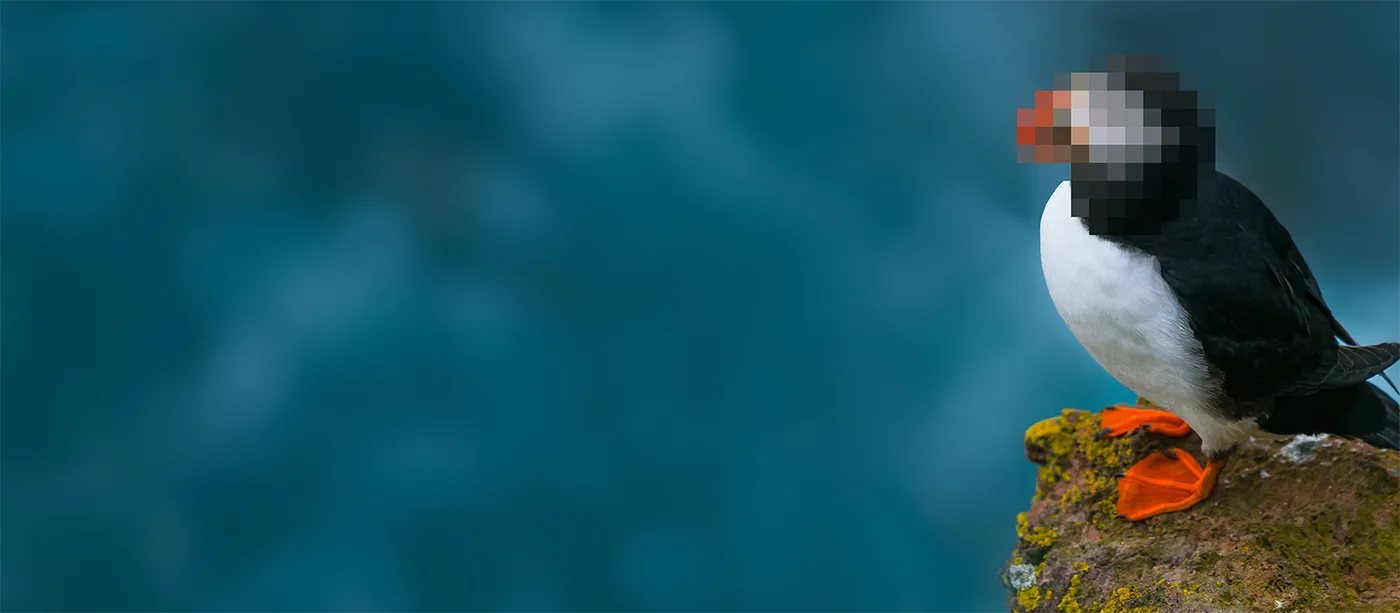 Puffins on Icelandic cliffs, symbol of Iceland’s wildlife and nature tourism