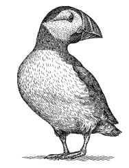 Detailed puffin illustration, emblem of Iceland’s wildlife and nature tourism

