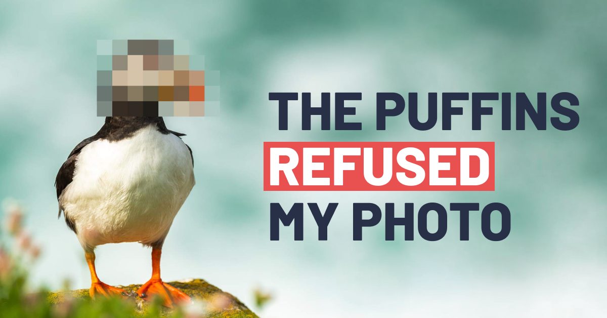 Puffin on Icelandic grass with campaign message under Stay Wild Iceland  Stop Sea Cages, encouraging people to spread the word on social media