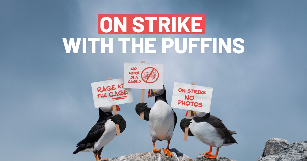 llustration of puffins holding protest signs under Stay Wild Iceland  Stop Sea Cages, symbolizing wildlife protection and resistance to salmon sea cages in Iceland