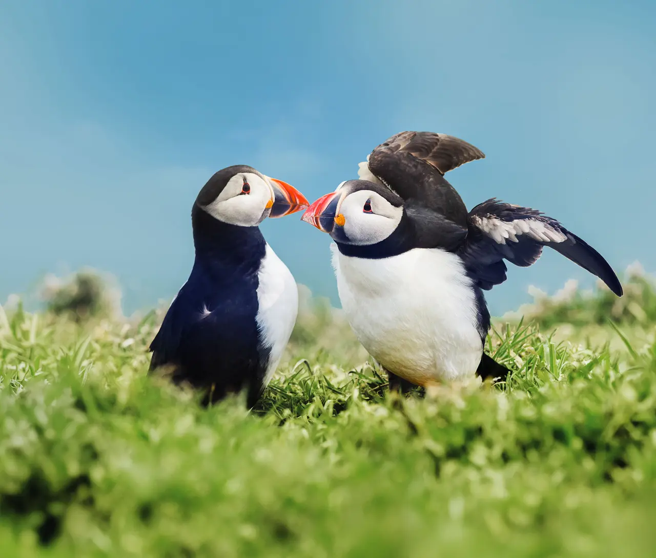 Two puffins on Icelandic grass under clear sky, featured in The Puffins Thank You section of Stay Wild Iceland  Stop Sea Cages campaign