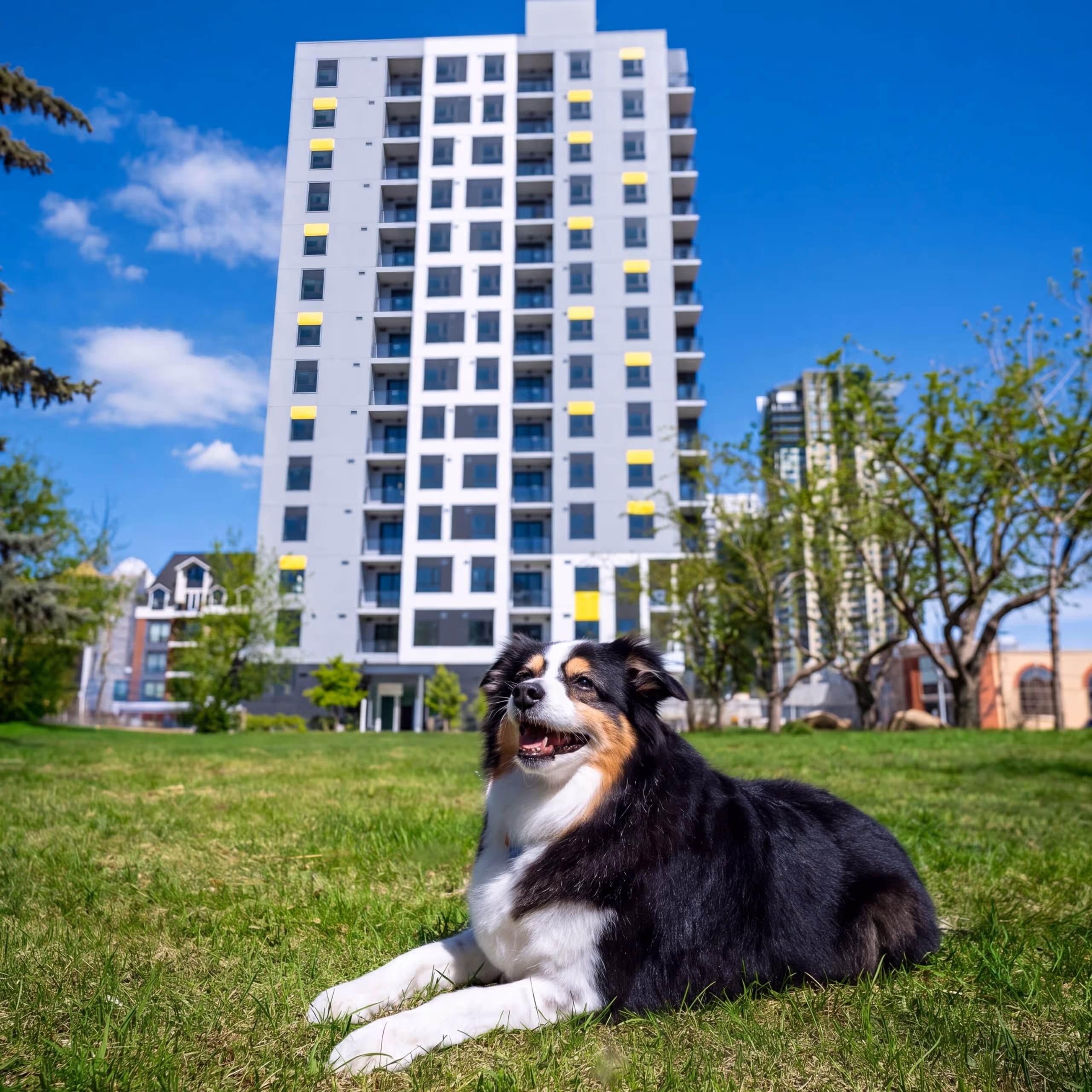 Black and white dog lying on grass in front of a tall modern apartment building on a sunny day.