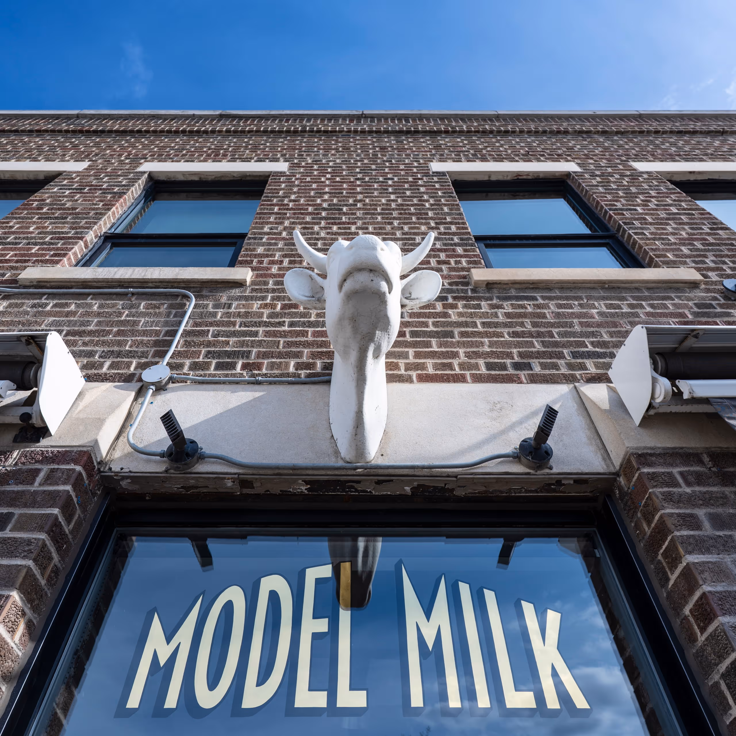 White cow head sculpture above a storefront window with 'MODEL MILK' text on the glass.