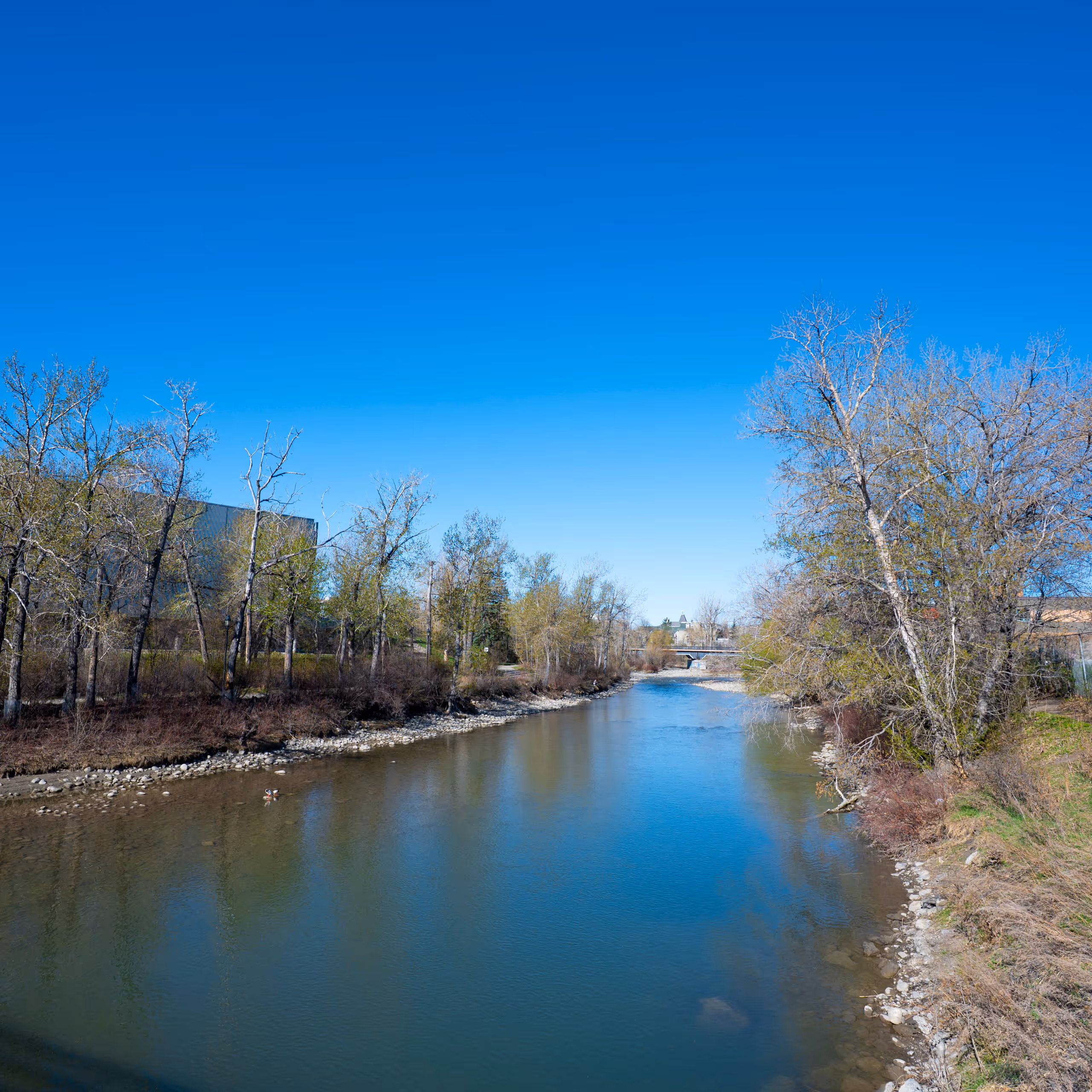 Calm river flowing between partly leafless trees under clear blue sky with a distant bridge ahead.