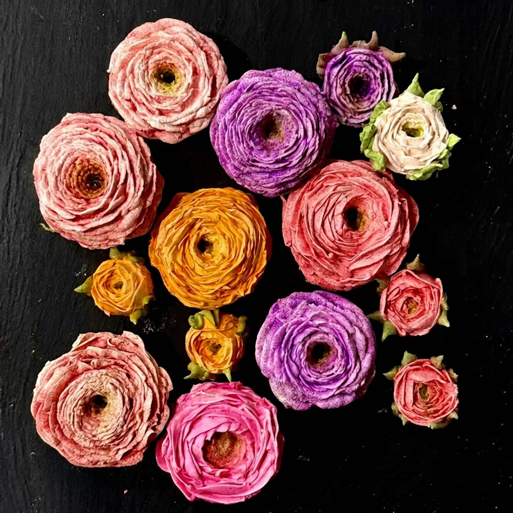 Zephyr creation – large