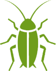 Cockroach