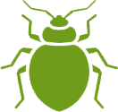 Bed Bug