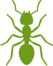 Ant
