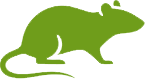 Rat