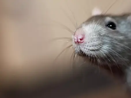 image of pest control procedures