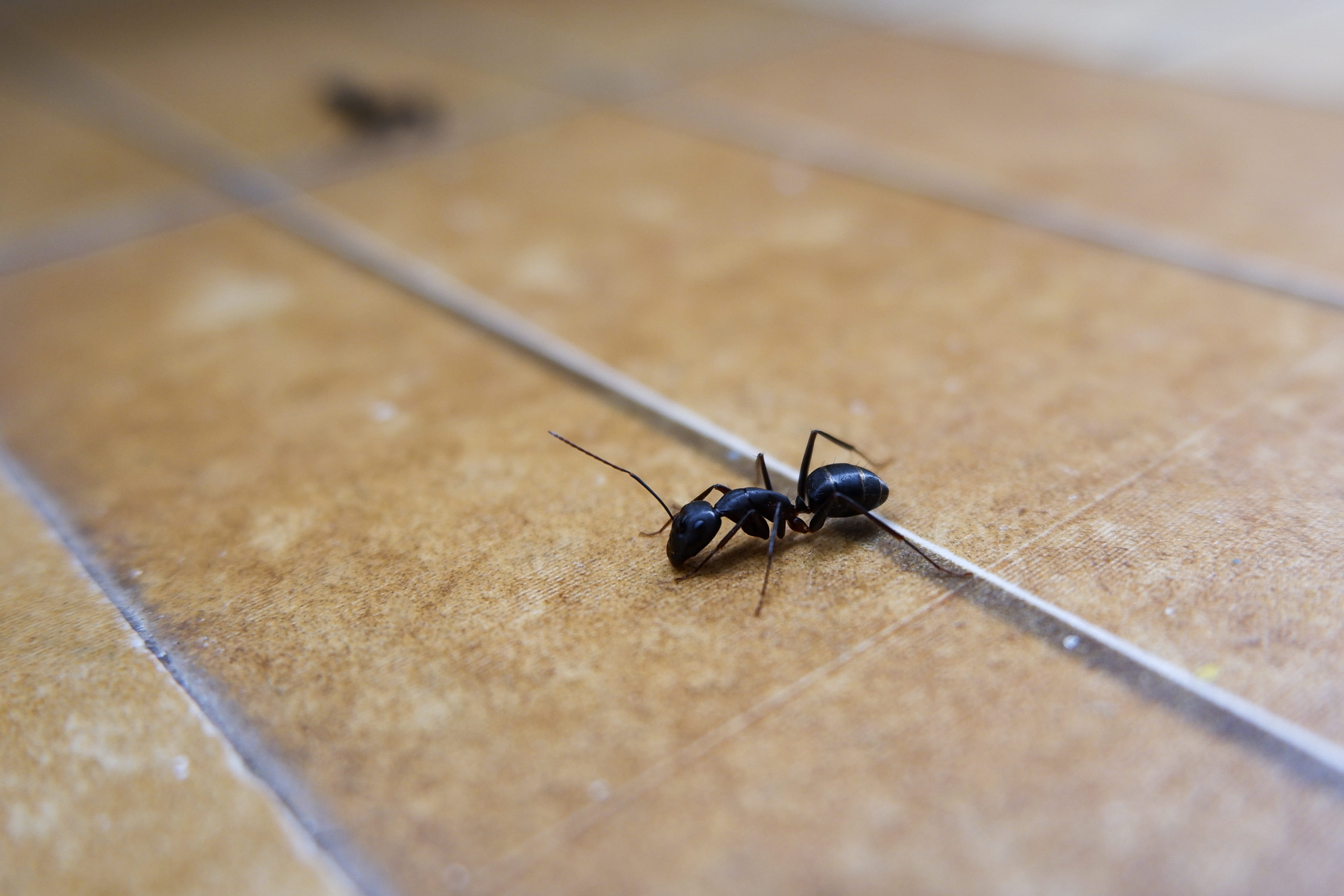 image of pest control procedures